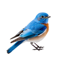 blue bird isolated on transparent background png