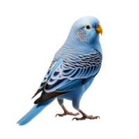 azul perico aislado en transparente antecedentes png