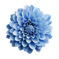 blue chrysanthemum isolated on transparent background png