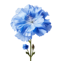 bleu fleur isolé sur transparent Contexte png