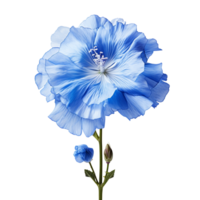 azul flor isolado em transparente fundo png