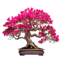 Bougainvillea isolated on transparent background png