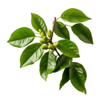 Branch of green coffee beans and leaves isolated on transparent background png