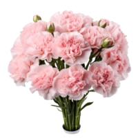 Bouquet of pink carnations isolated on transparent background png