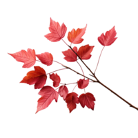 Branch of autumn red leaves isolated on transparent background png