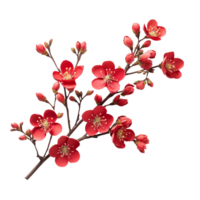 Branch of red flower isolated on transparent background png