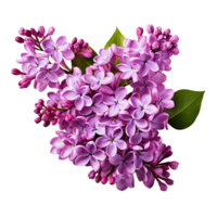 branch of a lilac isolated on transparent background png