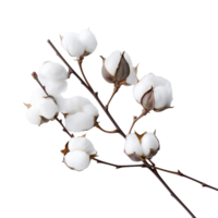 branch of a cotton isolated on transparent background png