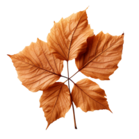 Brown dry leaves isolated on transparent background png