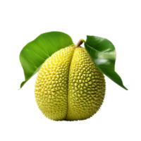 Breadfruit isolated on transparent background png