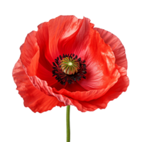 bright red poppy flower isolated on transparent background png