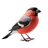 Bullfinch isolated on transparent background png