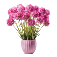 Bunch of allium flowers in a pot isolated on transparent background png