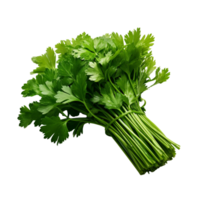 Bunch of parsley isolated on transparent background png