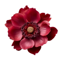 burgundy anemone flower isolated on transparent background png