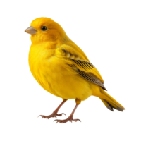 canario pájaro aislado en transparente antecedentes png