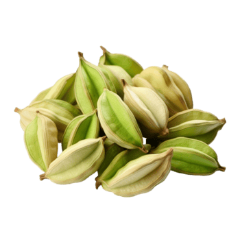 Cardamom isolated on transparent background png