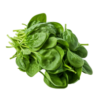 Bundle of fresh spinach isolated on transparent background png