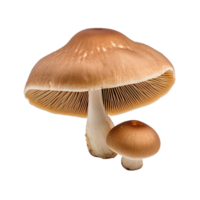 Cep mushroom isolated on transparent background png