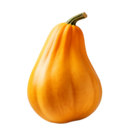 butternut isolated on transparent background png