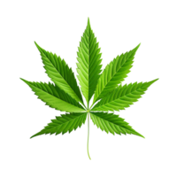 Cannabis leaf isolated on transparent background png