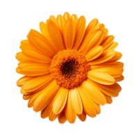 Calendula flower isolated on transparent background png