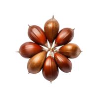 Chestnut Seed isolated on transparent background png