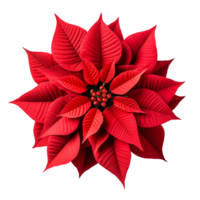 Christmas Poinsettia flower isolated on transparent background png