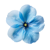 clear blue flower isolated on transparent background png