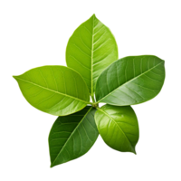 Citrus tree leaf isolated on transparent background png