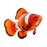 poisson clown isolé sur transparent Contexte png