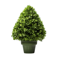 Cone Topiary isolated on transparent background png