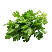 cilantro hojas aislado en transparente antecedentes png