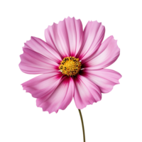 cosmos flower isolated on transparent background png