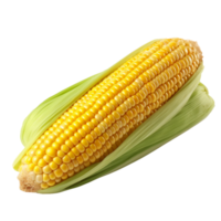 corn on the cob isolated on transparent background png