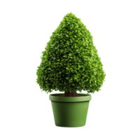 Cone Shape Topiary In Pot isolated on transparent background png