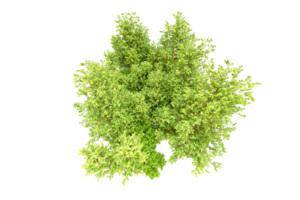 verde floresta isolado em fundo. 3d Renderização - ilustração png