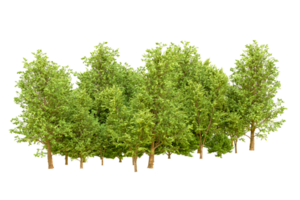 Green forest isolated on background. 3d rendering - illustration png