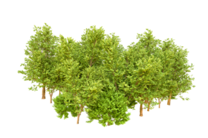 Green forest isolated on background. 3d rendering - illustration png