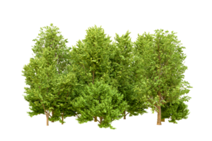 Green forest isolated on background. 3d rendering - illustration png