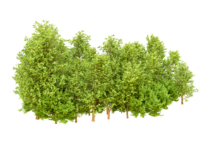 Green forest isolated on background. 3d rendering - illustration png