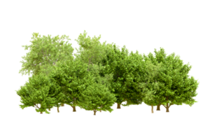 Green forest isolated on background. 3d rendering - illustration png