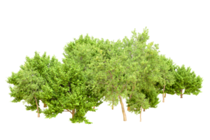 Green forest isolated on background. 3d rendering - illustration png