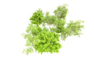 verde foresta isolato su sfondo. 3d interpretazione - illustrazione png