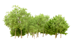 Green forest isolated on background. 3d rendering - illustration png