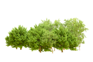 Green forest isolated on background. 3d rendering - illustration png