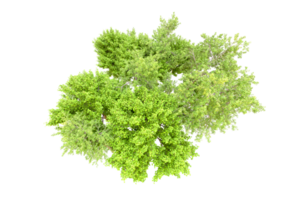 Green forest isolated on background. 3d rendering - illustration png