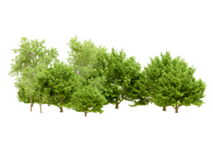 Green forest isolated on background. 3d rendering - illustration png