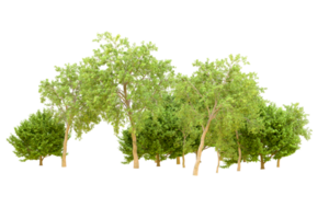 Green forest isolated on background. 3d rendering - illustration png