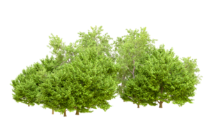 Green forest isolated on background. 3d rendering - illustration png